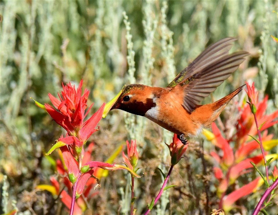 Rufous hummingbird at Seedskadee National Wildlife Refuge
