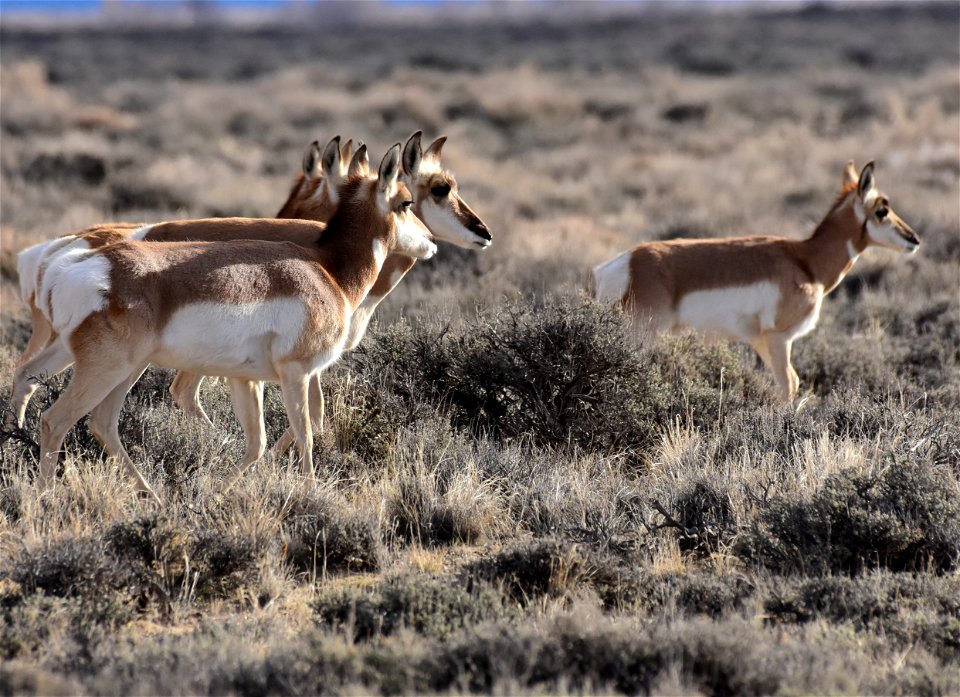 Pronghorn at Seedskadee National Wildlife Refuge