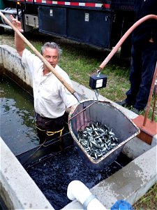 Counting Walleye Fingerlings at Garrison Dam National Fish Hatchery photo