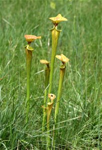 NC 25 - YELLOW PITCHER PLANT (Sarracenia flava) (05-20-2023)green swamp ecological area, brunswick co, nc -02