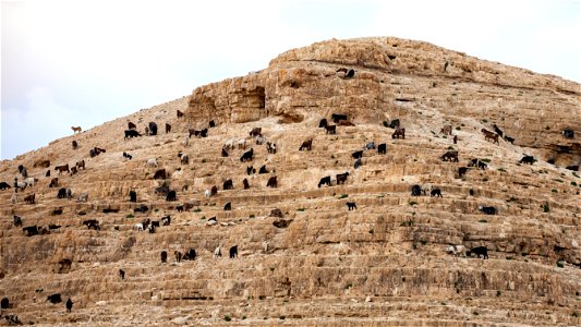 Mountain of Goats photo