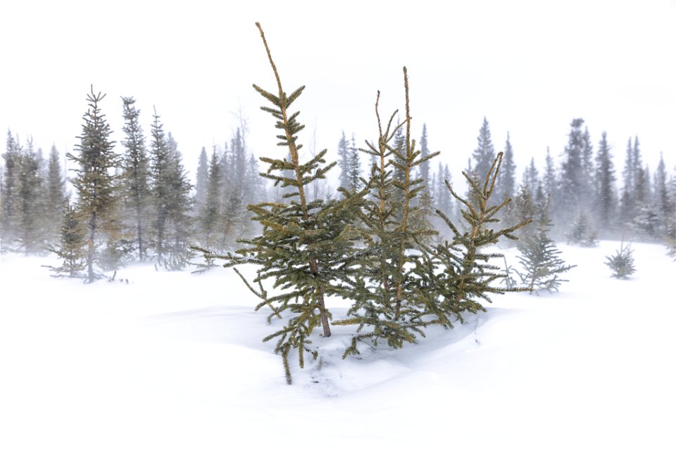 Spruce in the snow