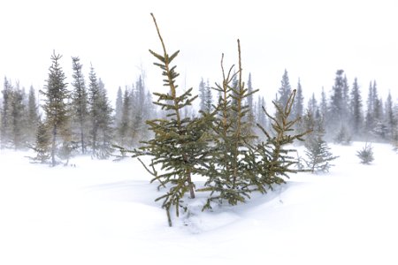 Spruce in the snow photo