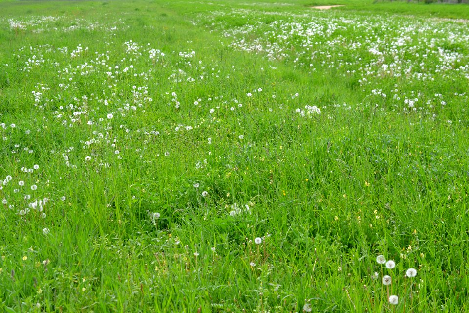 Spring time