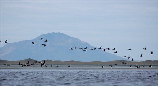 Brant at Izembek Lagoon photo