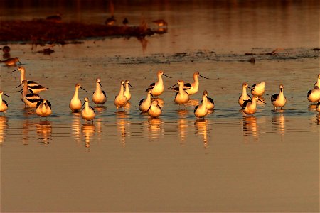 Fall Plumage American Avocets Huron Wetland Management District photo