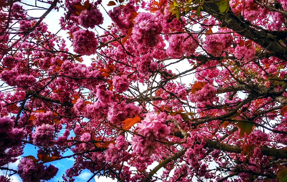 A Proliferation of Pink