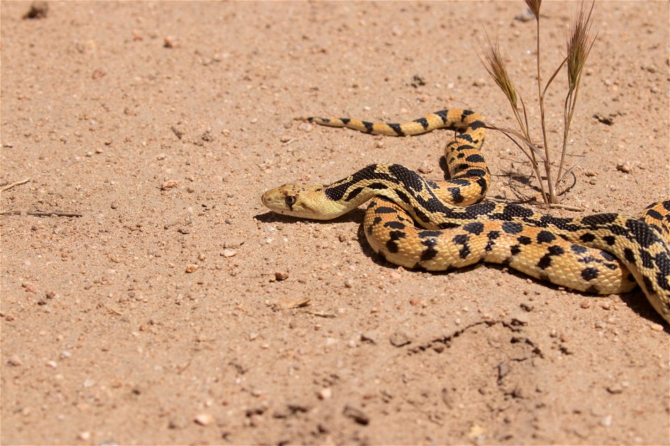 Gophersnake species