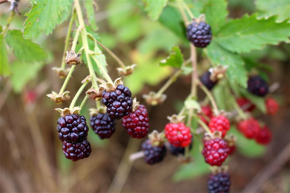 Blackberries photo