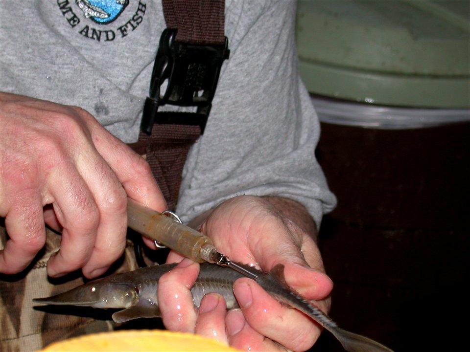 Tagging Pallid Sturgeon at Garrison Dam National Fish Hatchery photo