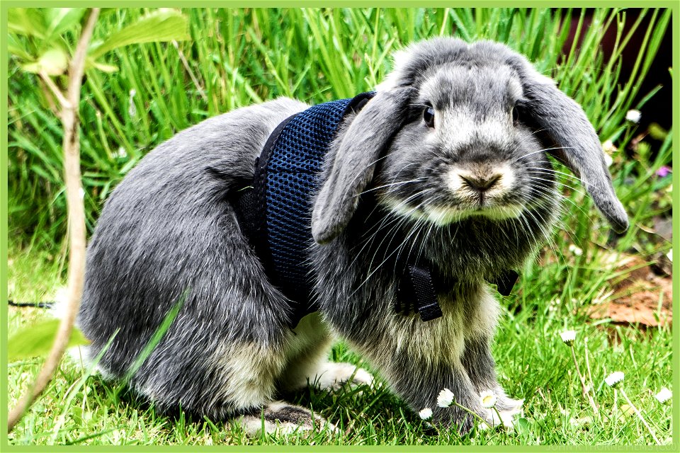 The Bunny