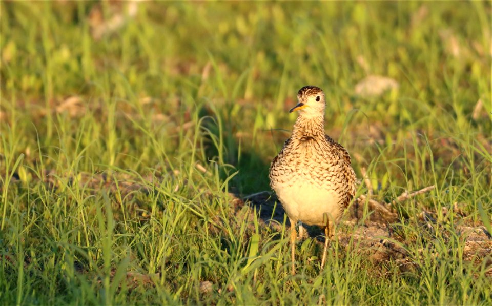 Upland Sandpiper Tewaukon National Wildlife Refuge