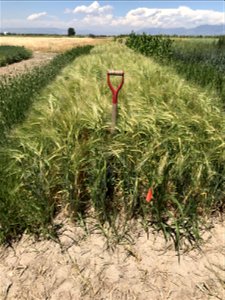 Malt Barley photo