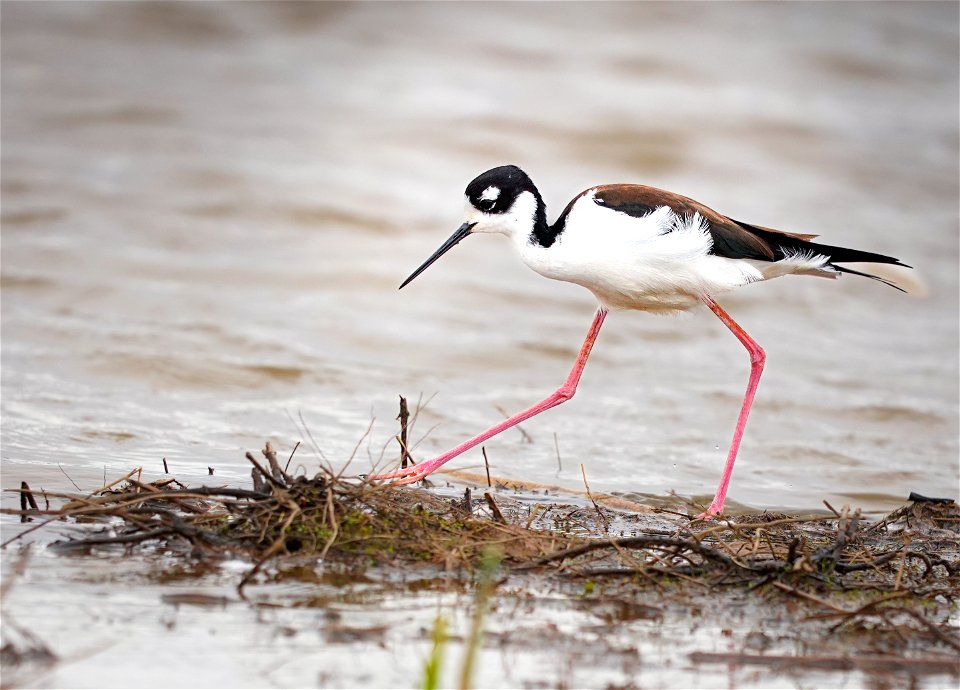 Black Necked-Stilt at Cosumnes River Preserve photo