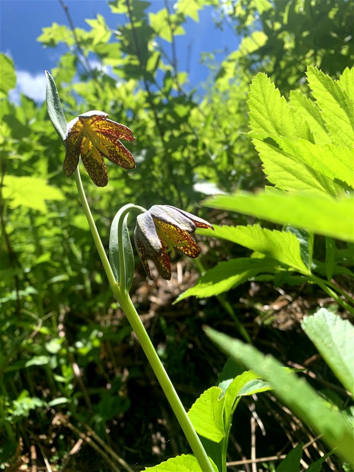 Chocolate Lily, Green Mountain Trail, Mt. Baker-Snoqualmie National Forest. Photo By Sydney Corral June 25, 2021