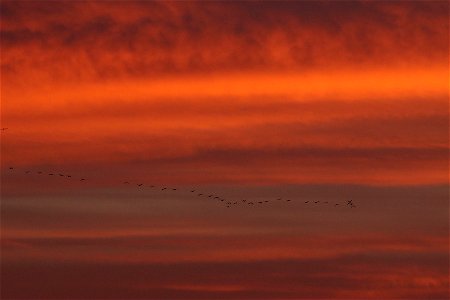 Sandhill Cranes at Sunset Huron Wetland Management District South Dakota photo