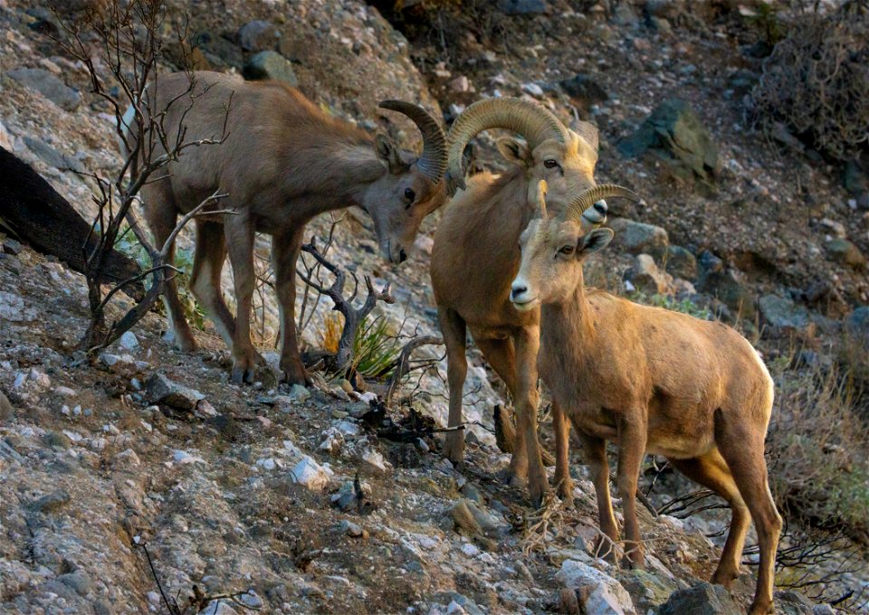 San Gorgonio Wilderness in Sand to Snow National Monument photo