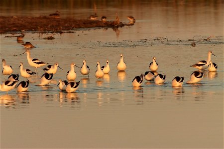 Fall Plumage American Avocets Huron Wetland Management District photo