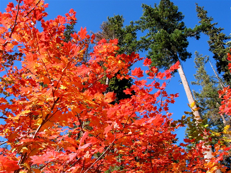 fall-color-maple-leavesjpg_49364115113_o