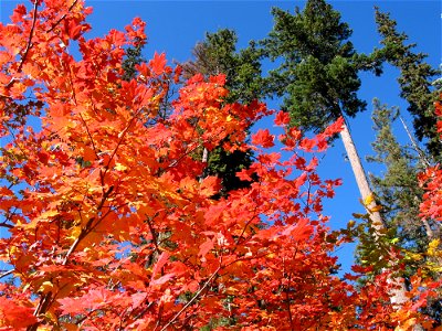 fall-color-maple-leavesjpg_49364115113_o photo