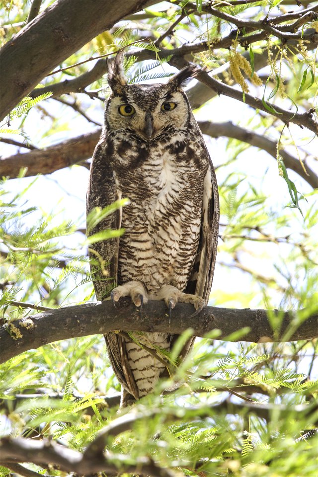 MAY 19: Great horned owl mother photo