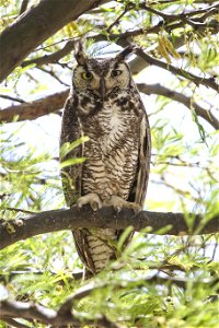 MAY 19: Great horned owl mother