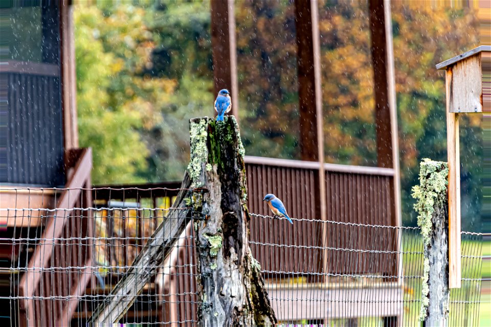 Day 279 - Bluebirds in the Rain photo