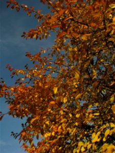 toamna2009_1120_112822