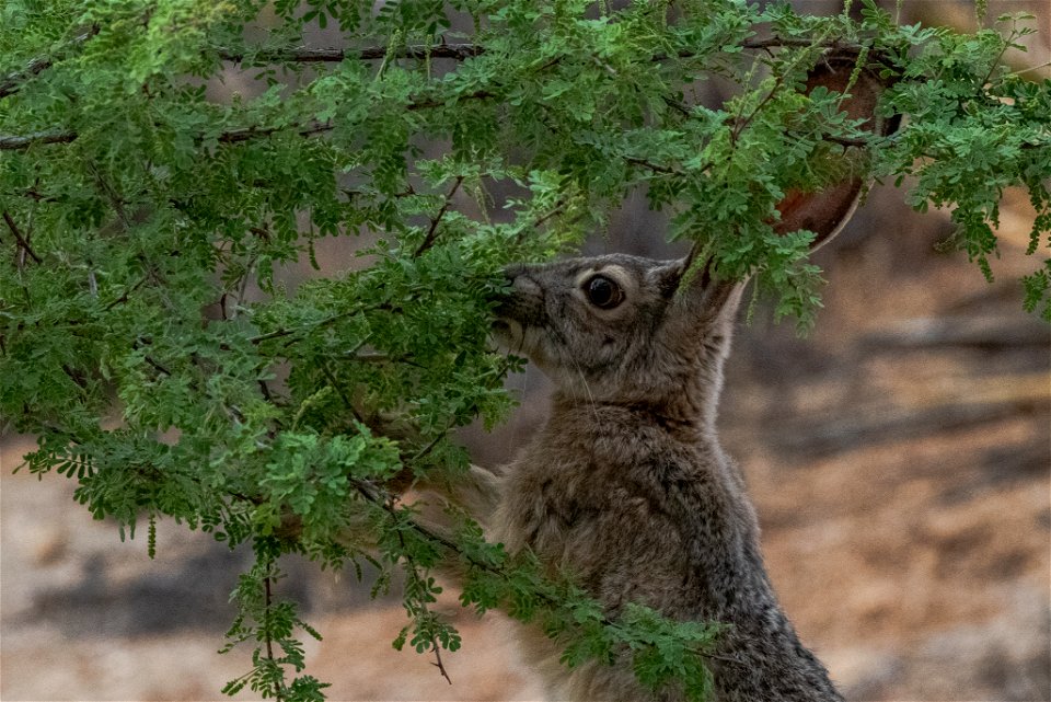 Black-tailed jackrabbit (Lepus californicus)