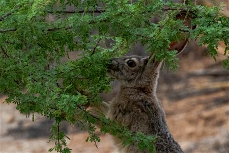 Black-tailed jackrabbit (Lepus californicus) photo