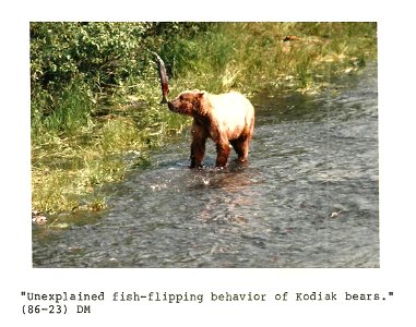 (1986) Unexplained Fish Flipping