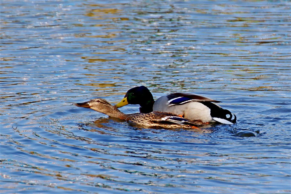 Mating Mallards photo