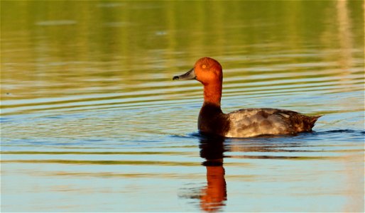 Redhead Duck Drake, Huron Wetland Management District South Dakota photo