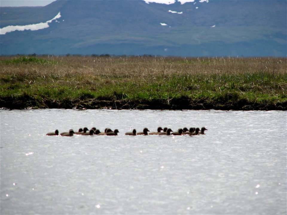 Ducklings!!