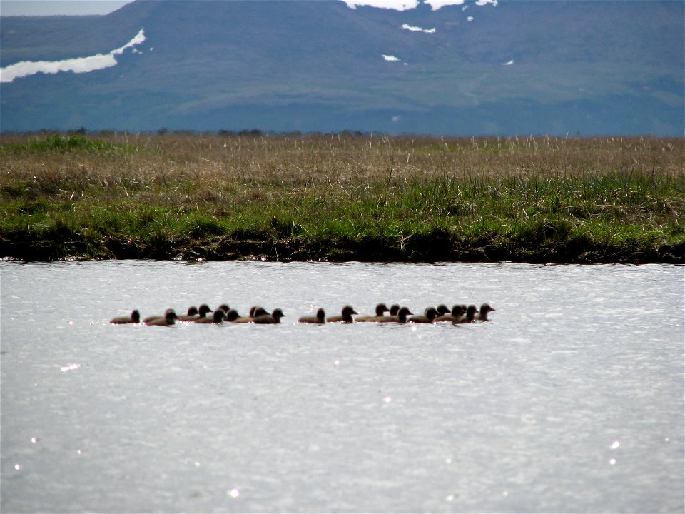 Ducklings!! photo