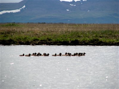 Ducklings!! photo