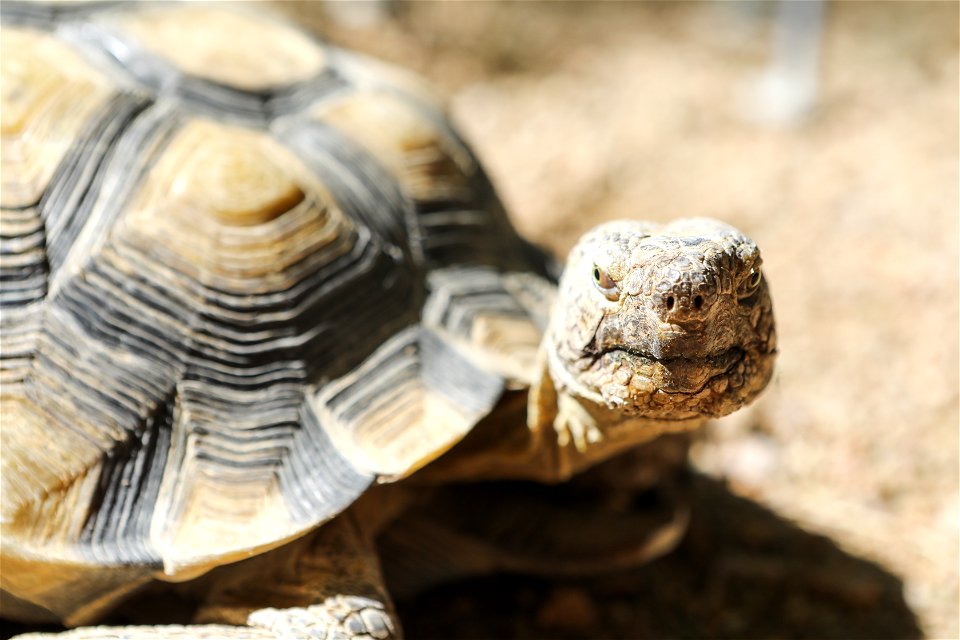 MAY 16: A desert tortoise at the Kingman Field Office