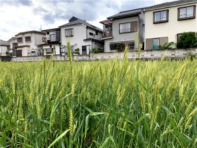 Saiwaicho in Higashikurume-shi photo