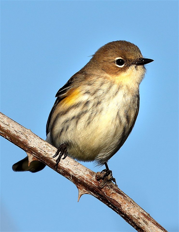835 - YELLOW-RUMPED WARBLER (10-14-2021) imm female myrtle, point st george, del norte co, ca -03