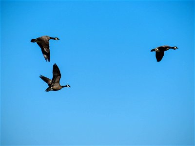 Cackling Geese in flight over Kigigak, AK photo