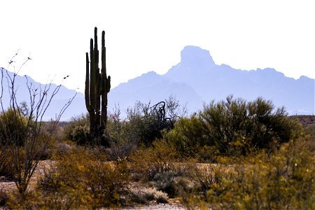 MAY 15: A saguaro cactus and rocky landscape photo