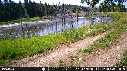 Weasel on Trail Camera photo