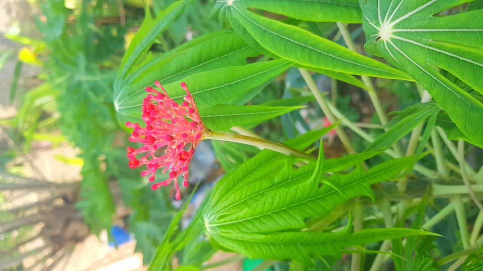 Nature environment greenery