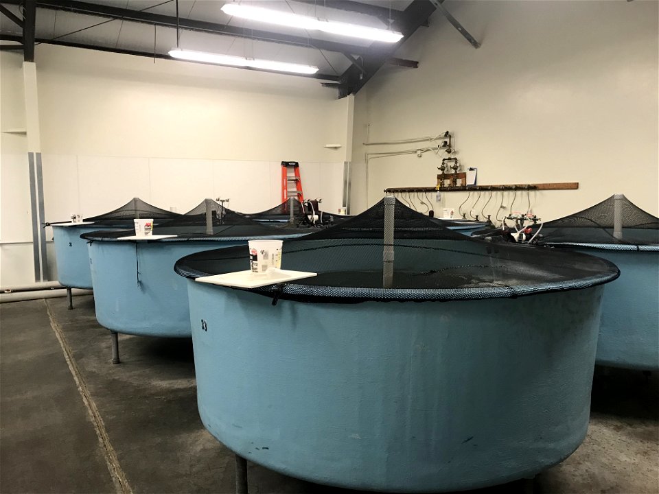 Hatchery Feed Study