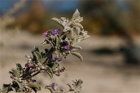 Desert lavender (Condea emoryi)