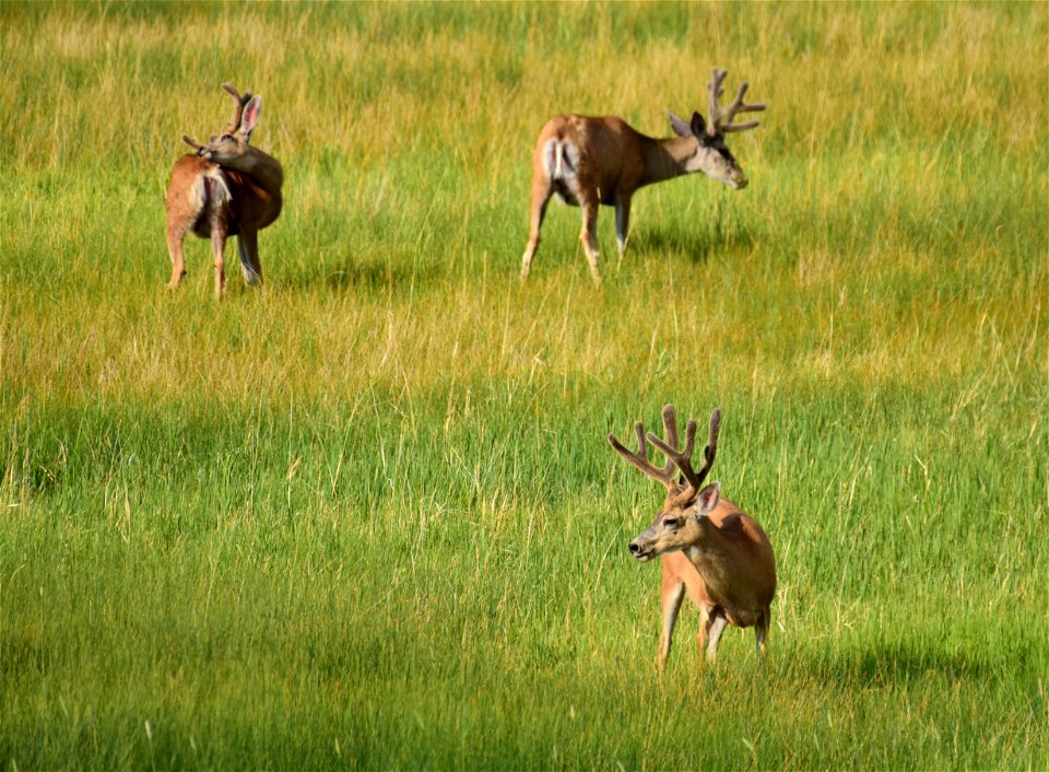 Mule deer at Seedskadee National Wildlife Refuge