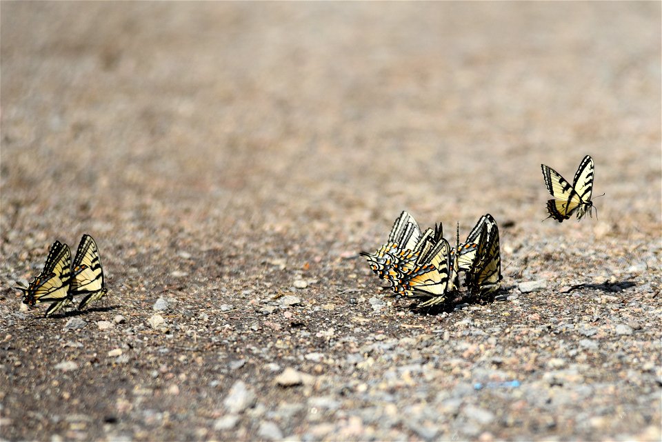 Tiger swallowtail butterflies photo