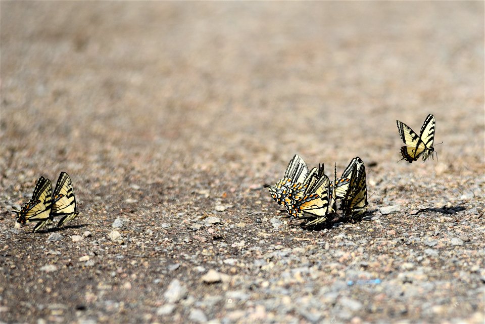 Tiger swallowtail butterflies