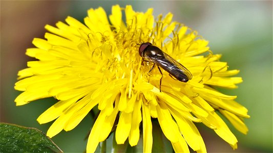Platycheirus albimanus-Gruppe (Breitfußschwebfliege) - Männchen