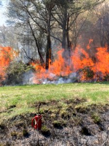 2021 USFWS Fire Employee Photo Contest Category: Fuels Management photo